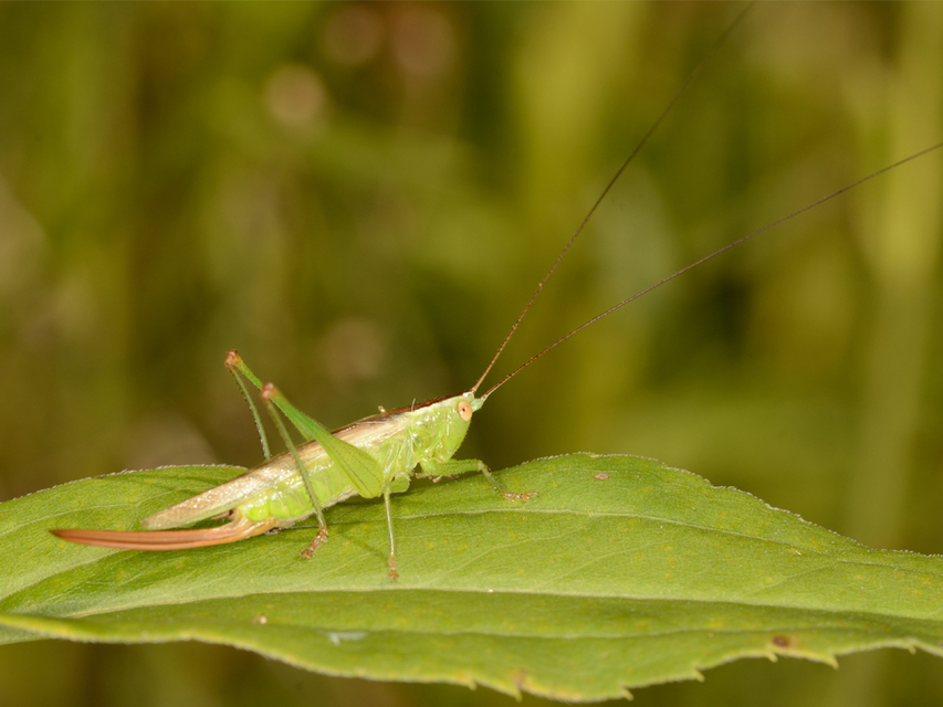 Conocephalus fuscus - kis kúpfejűszöcske
