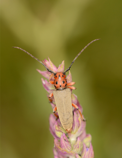 Phytoecia argus - árgusszemű cincér