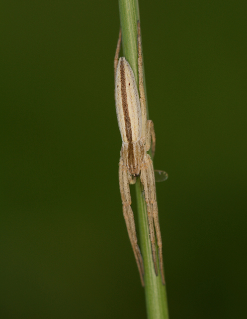 Tibellus
