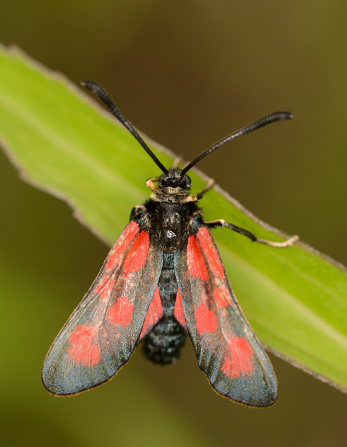Zygaena loti - közönséges csüngőlepke