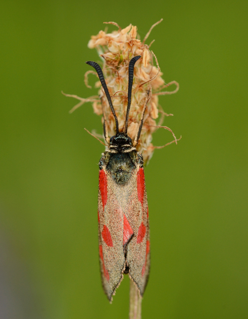 Zygaena loti - közönséges csüngőlepke