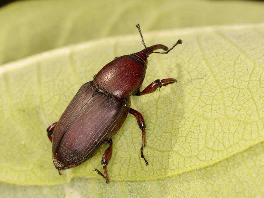 Sphenophorus abbreviatus - óriászsuzsok