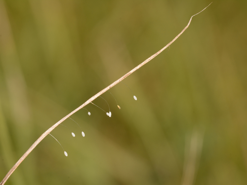 Chrysopidae - zöldfátyolkák
