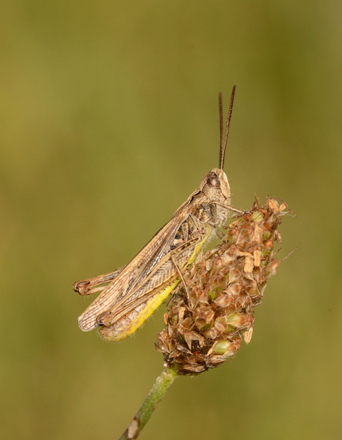 Chorthippus mollis - halk tarlósáska