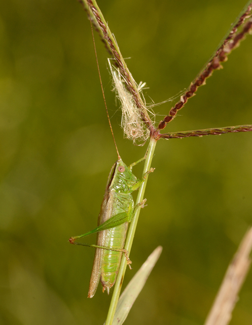 Conocephalus fuscus - kis kúpfejűszöcske