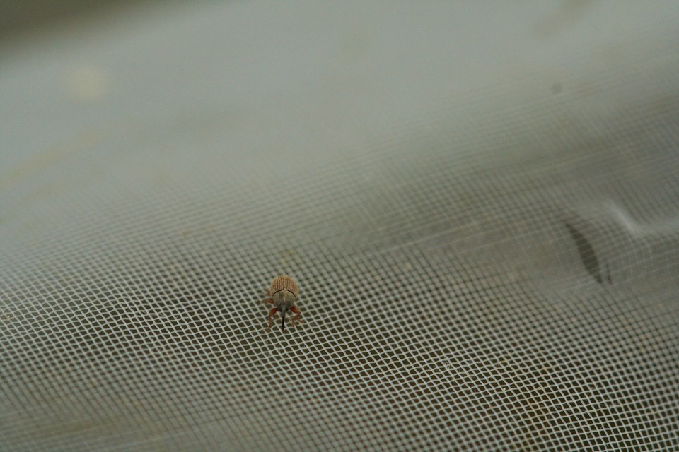 Mecinus ictericus - bundás útifűormányos