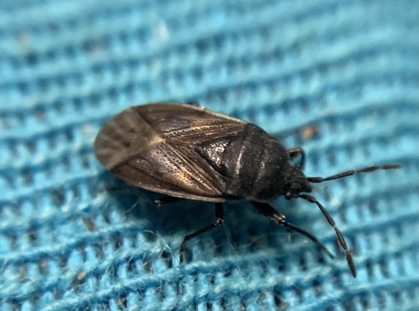 Drymus sylvaticus - erdei bodobács