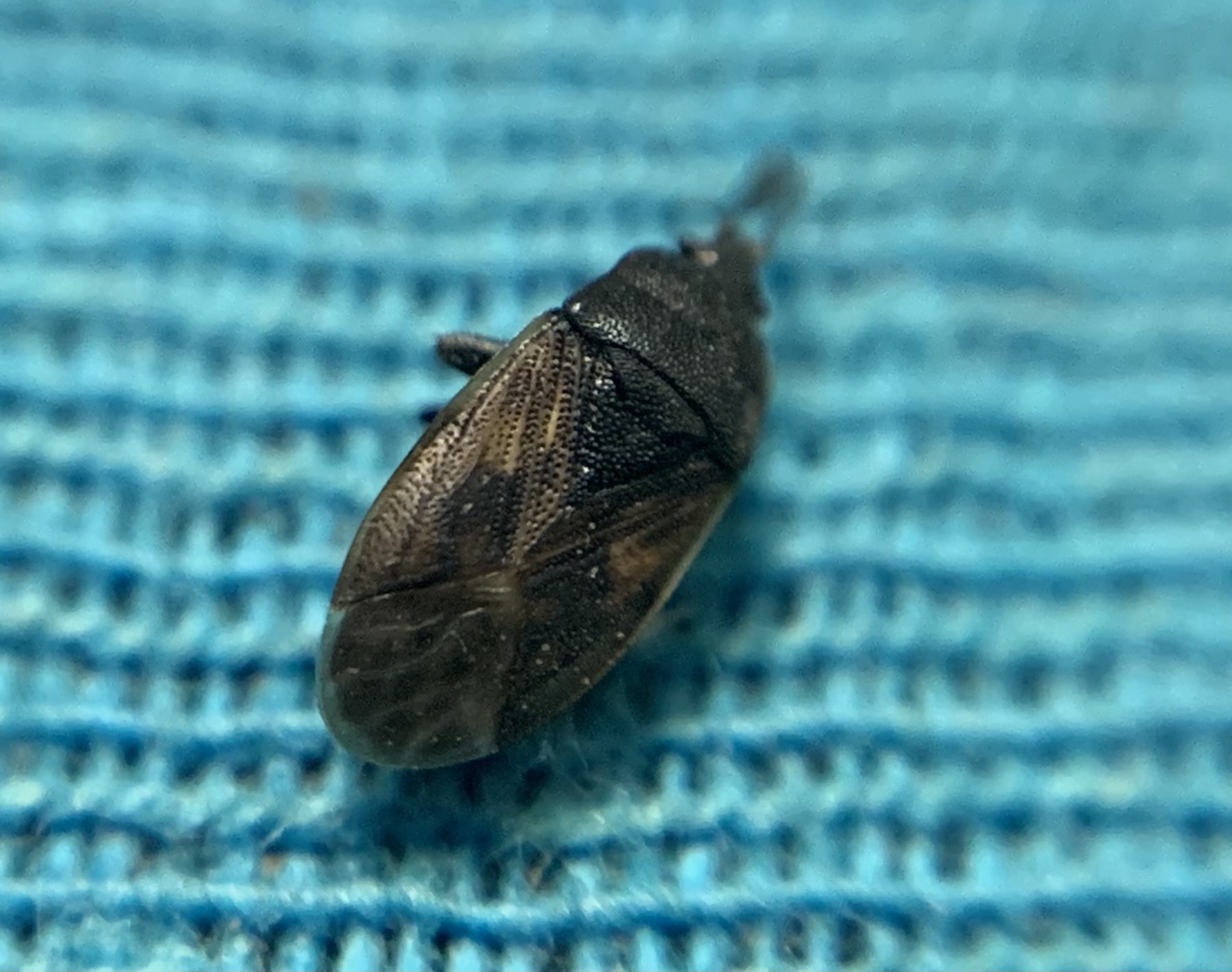 Drymus sylvaticus - erdei bodobács