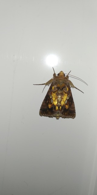 Chrysodeixis chalcites - déli aranybagoly