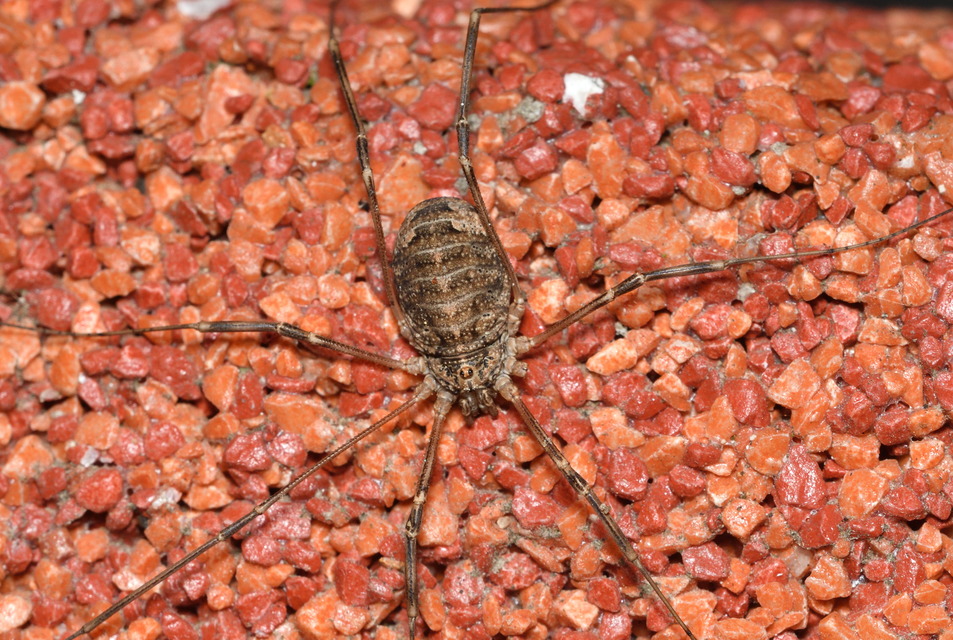 Opilio saxatilis