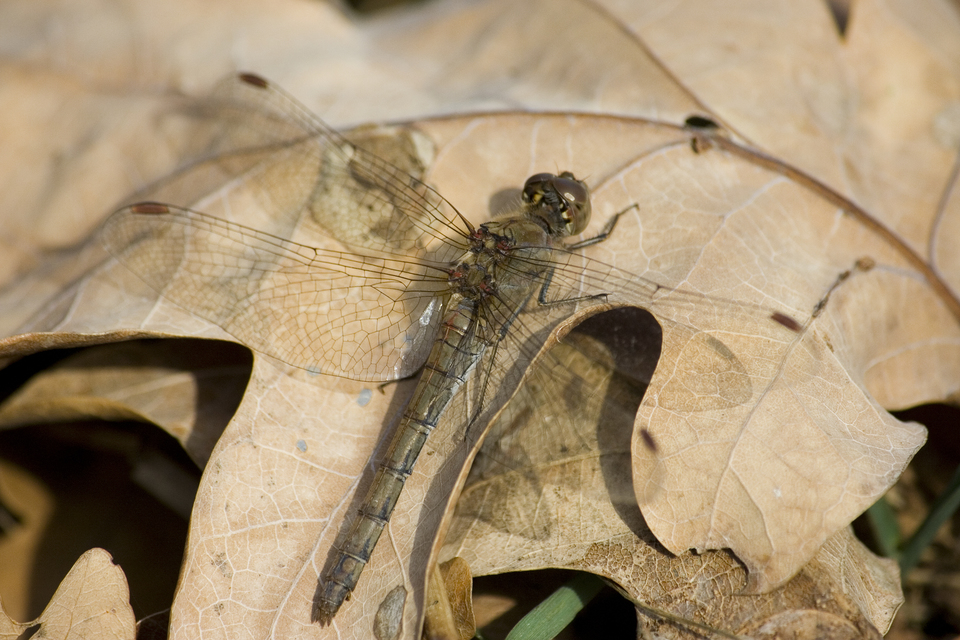 Sympetrum striolatum - harántsávos katona-szitakötő