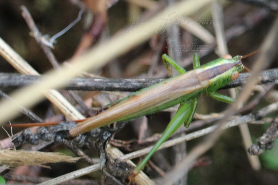 Conocephalus fuscus - kis kúpfejűszöcske