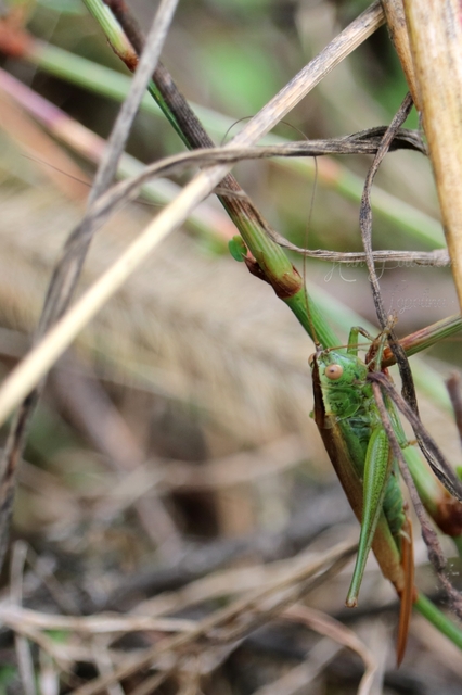 Conocephalus fuscus - kis kúpfejűszöcske