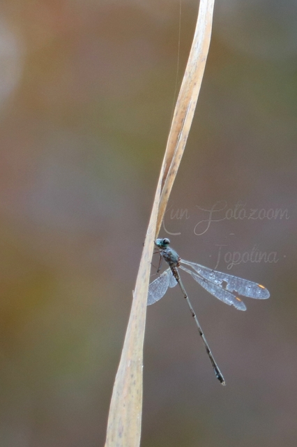 Chalcolestes viridis/parvidens