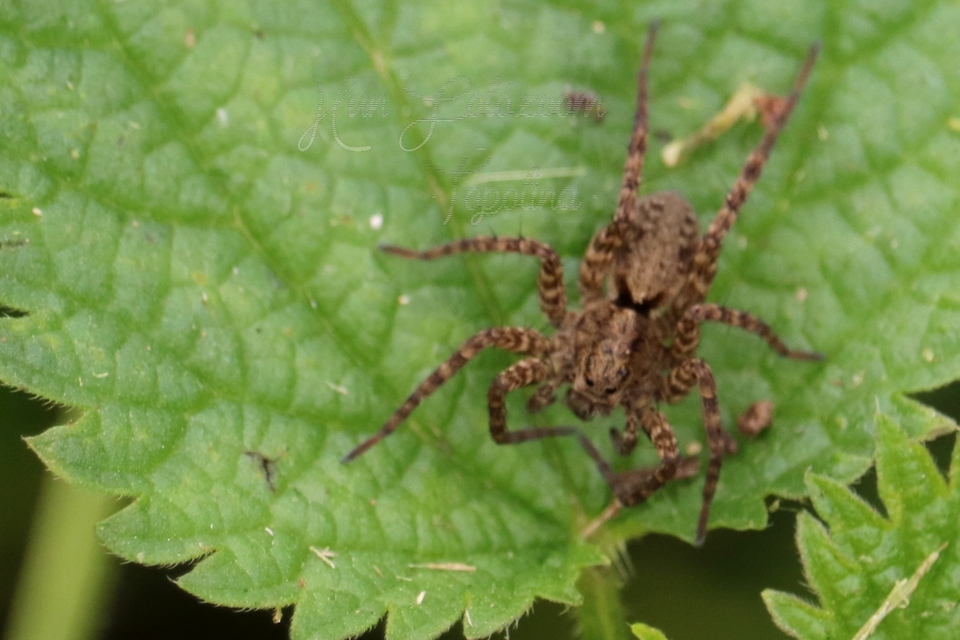 Pardosa hortensis