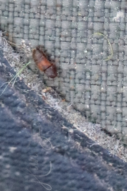 Carpophilus Carpophilus