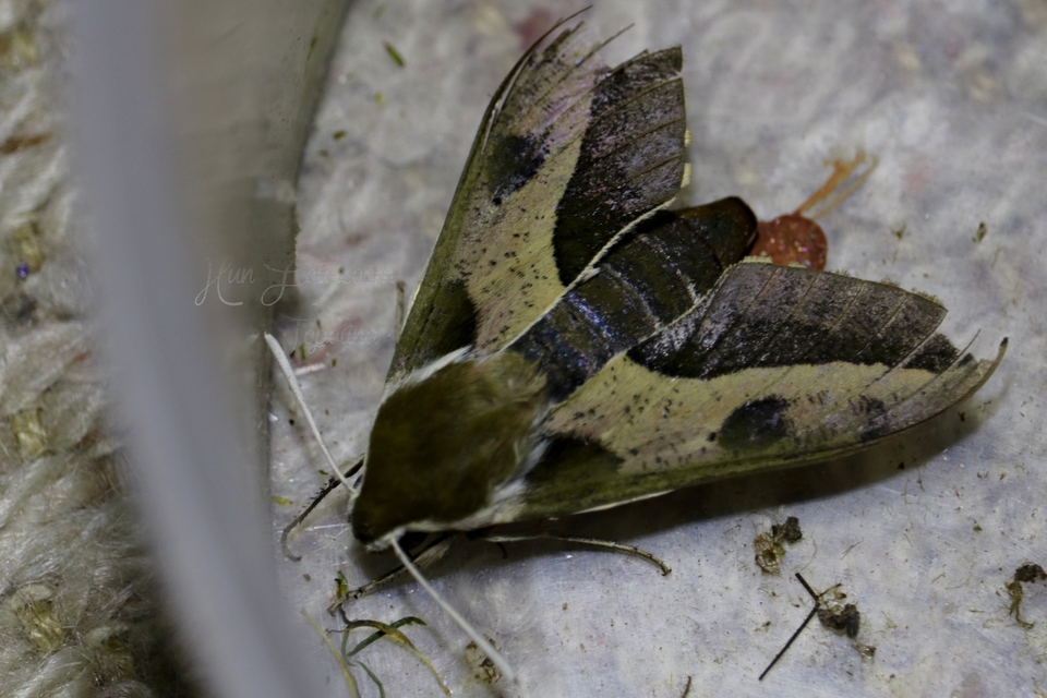 Hyles euphorbiae - kutyatejszender