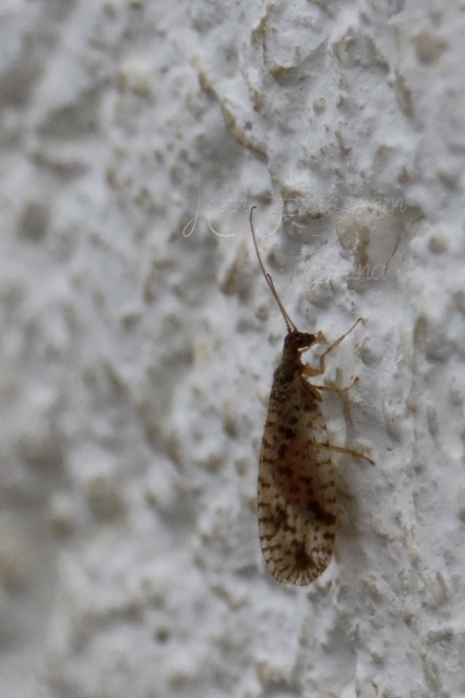 Hemerobiidae - barnafátyolkák