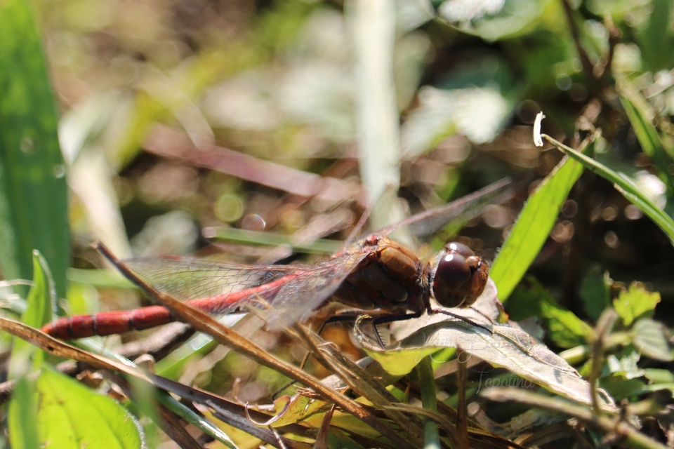 Sympetrum striolatum - harántsávos katona-szitakötő