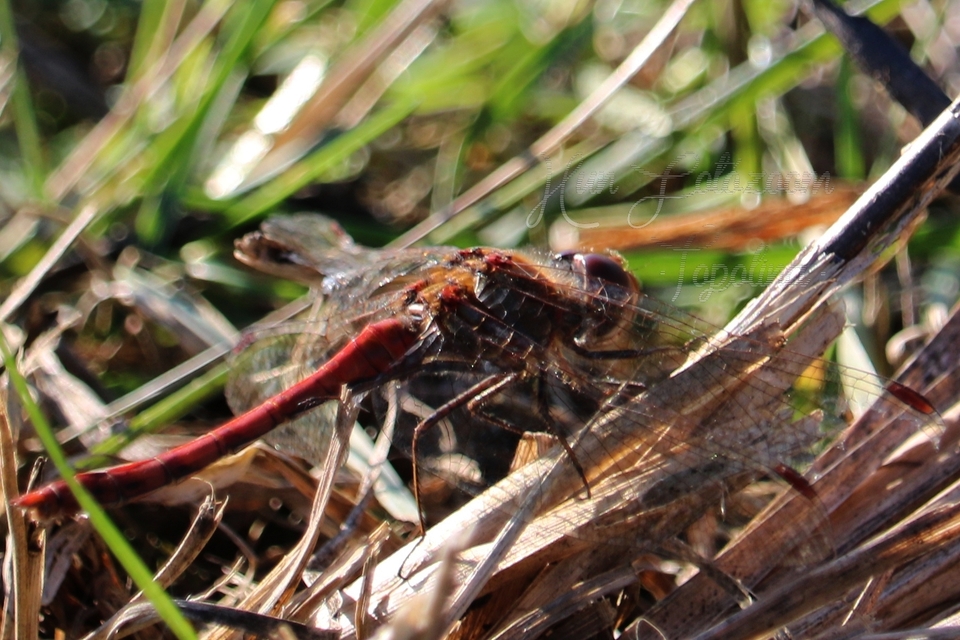 Sympetrum striolatum - harántsávos katona-szitakötő