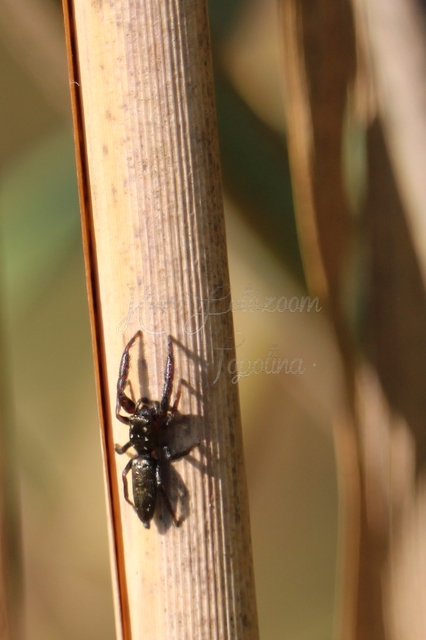 Mendoza canestrinii - mediterrán nádiugrópók