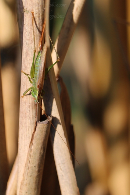 Conocephalus fuscus - kis kúpfejűszöcske