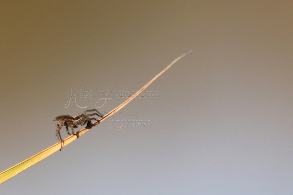 Pardosa agrestis - pusztai farkaspók