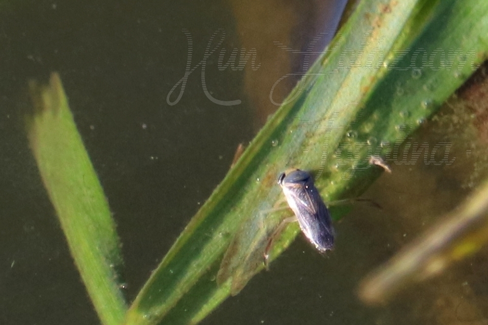 Corixidae - búvárpoloskák Corixidae - búvárpoloskák