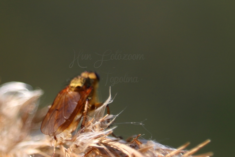 Scathophaga