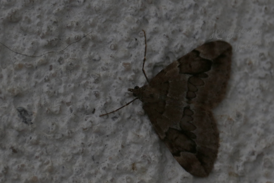 Thera juniperata - boróka-araszoló