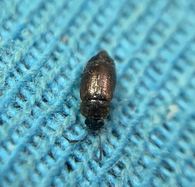 Anthobium atrocephalum - feketésfejű felemásholyva