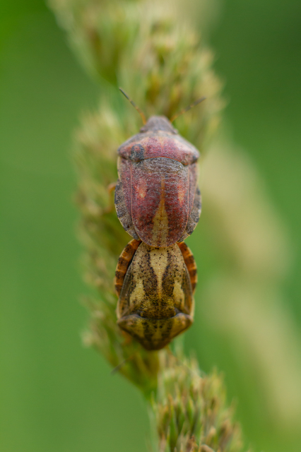 Eurygaster