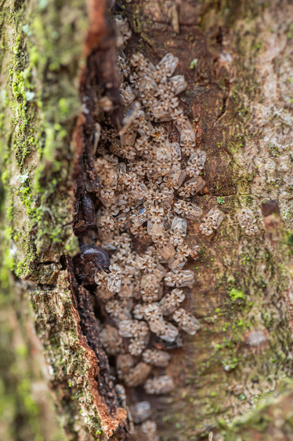 Corythucha arcuata - tölgy-csipkéspoloska