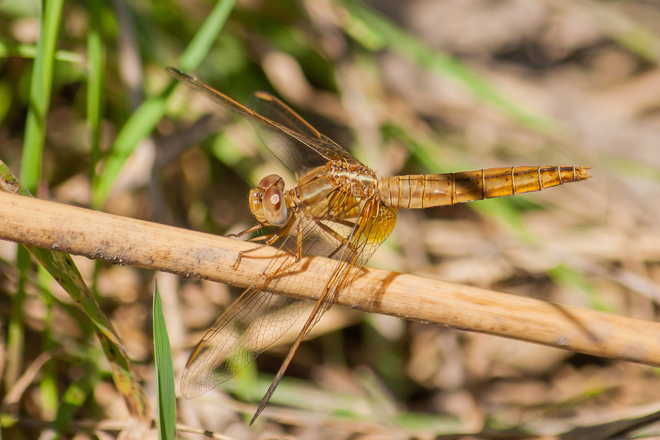 Crocothemis erythraea - skarlát szitakötő