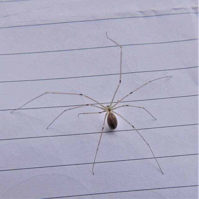 Pholcus phalangioides - nagy álkaszáspók Pholcus phalangioides - nagy álkaszáspók