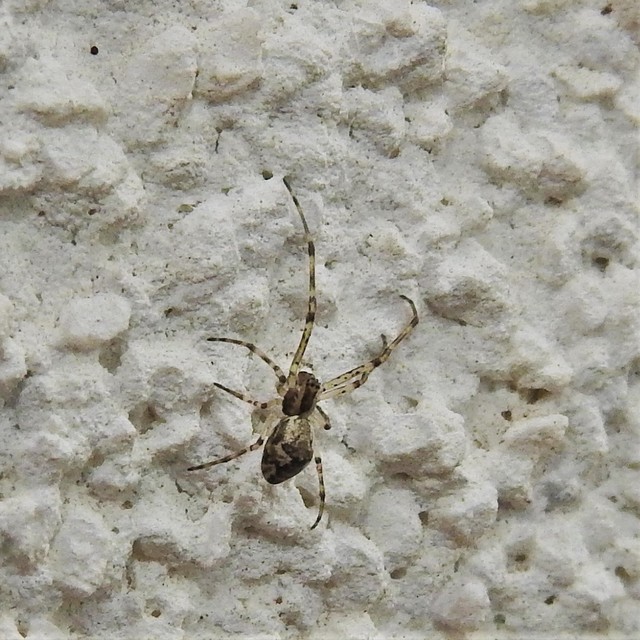 Episinus angulatus