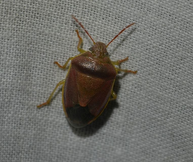 Piezodorus lituratus - bíboros címerespoloska Piezodorus lituratus - bíboros címerespoloska