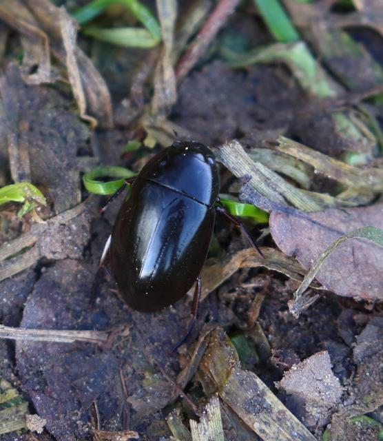 Hydrochara caraboides - kis csibor
