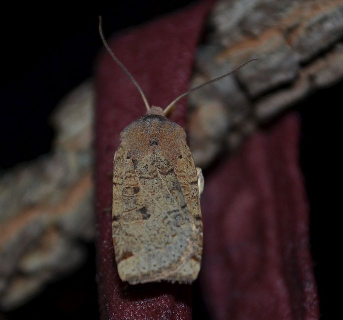 Conistra veronicae - veronika-őszibagoly