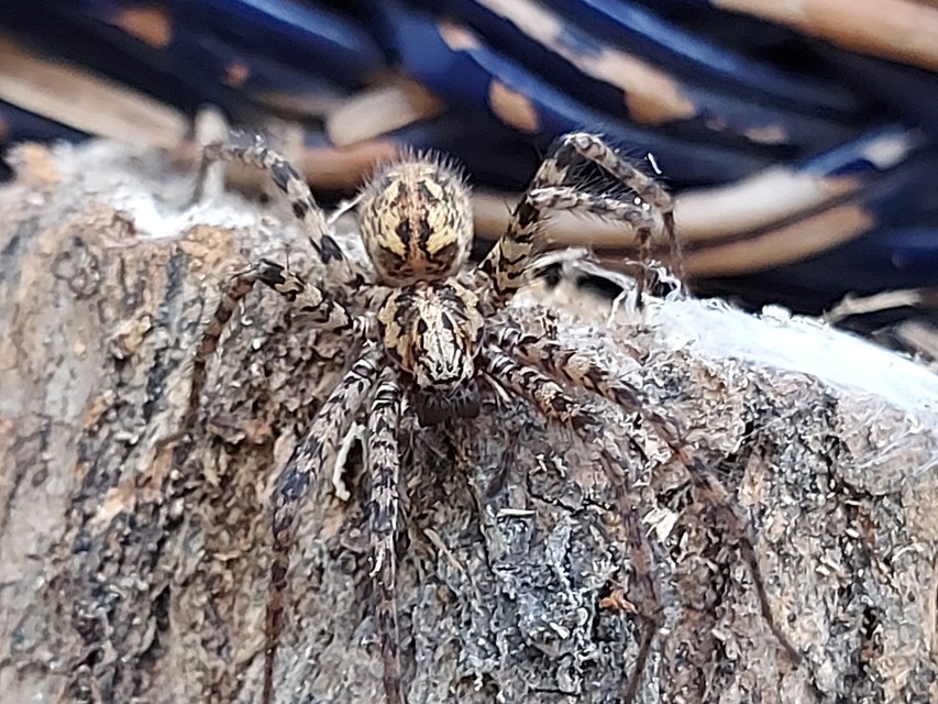 Tegenaria ferruginea - hegyi zugpók