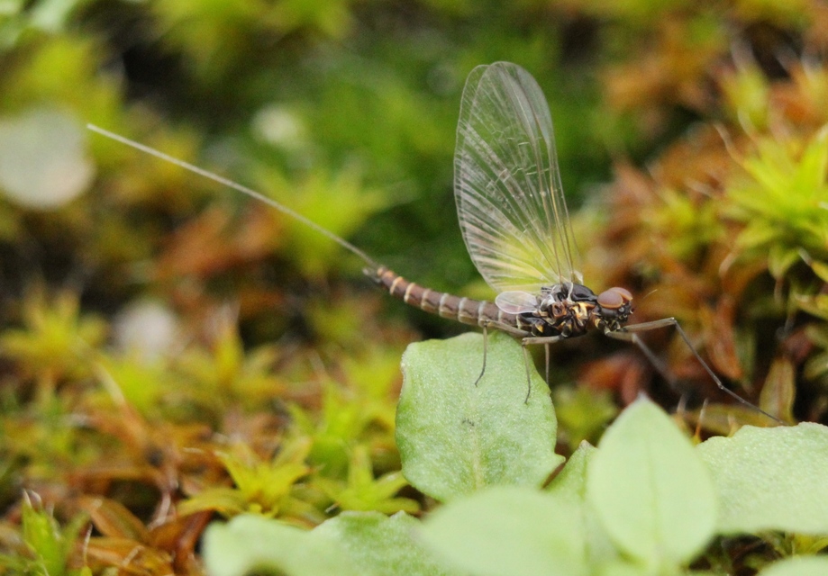 Baetidae