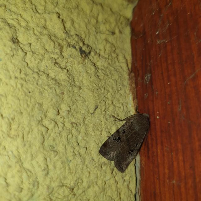 Conistra rubiginosa - szürke télibagoly