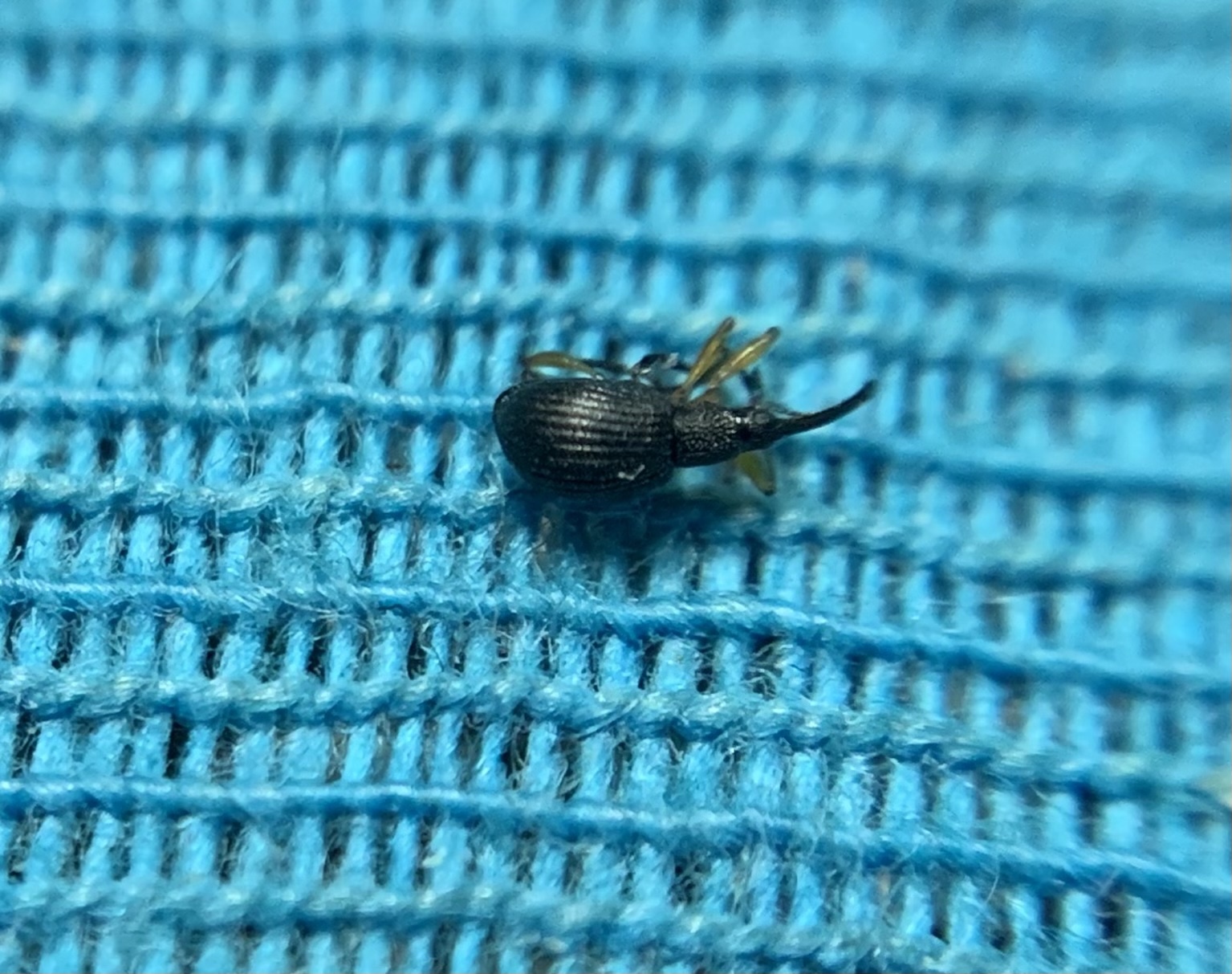 Protapion assimile - virágrontó cickányormányos