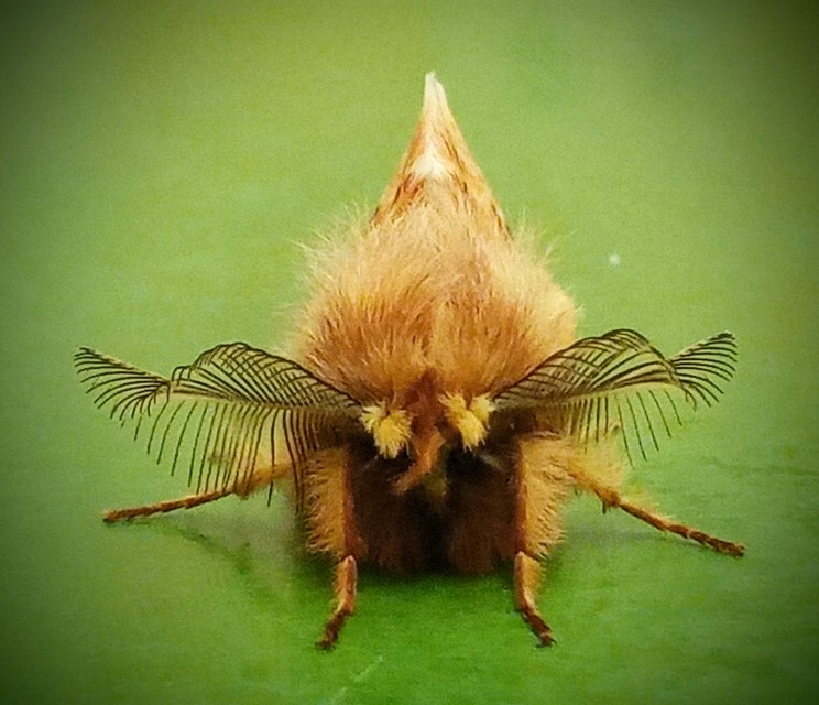 Ptilophora plumigera - tollas púposszövő