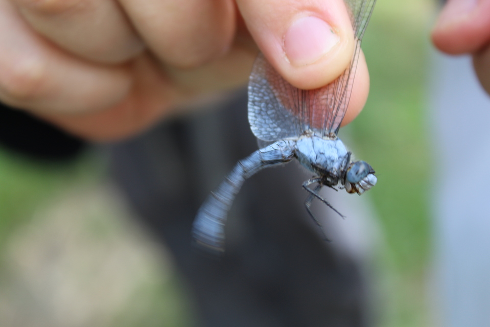 Orthetrum brunneum - pataki pásztorszitakötő