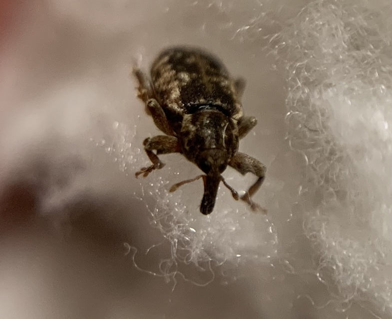 Dorytomus ictor - szegélyes hangormányos