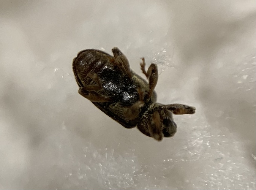 Dorytomus ictor - szegélyes hangormányos