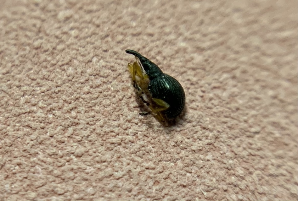 Protapion fulvipes - vadhere-cickányormányos Protapion fulvipes - vadhere-cickányormányos