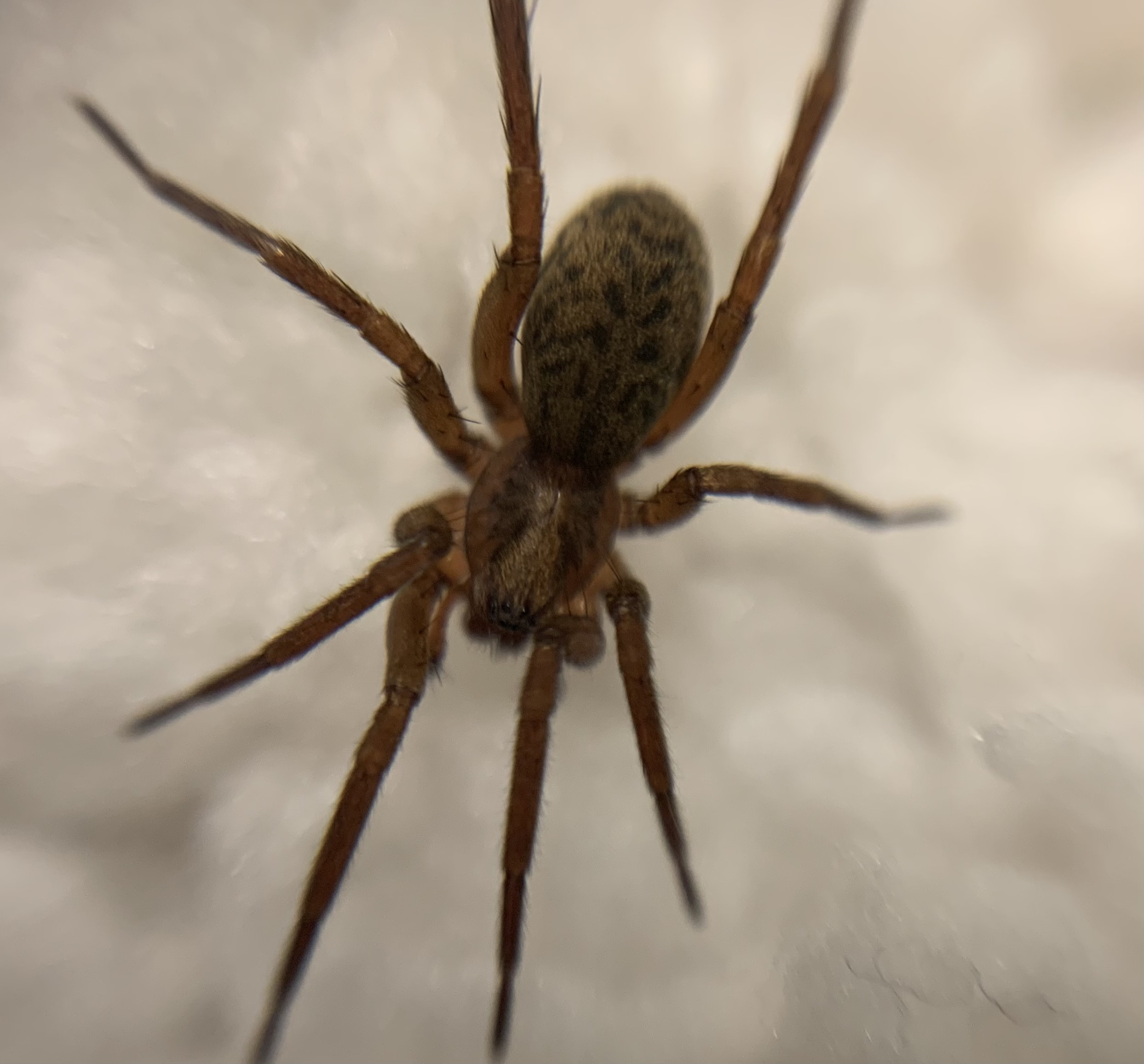Agroeca brunnea - barna avarpók