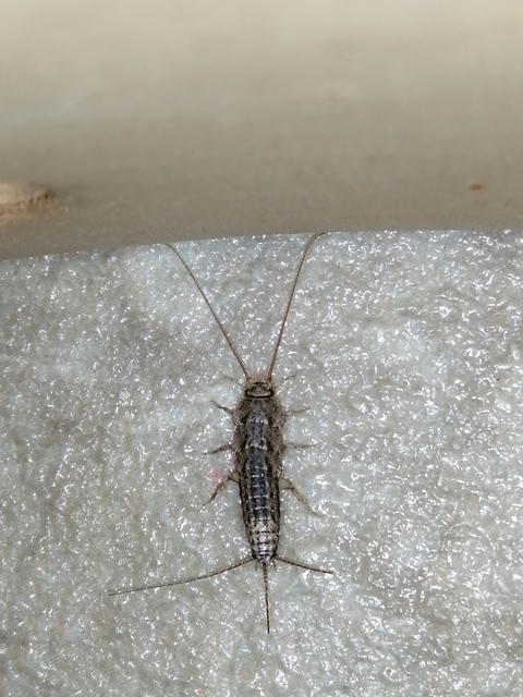 Ctenolepisma lineatum - sávos ősrovar